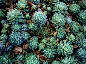 Cactii @ Huntington Gardens. Photography/digital color manipulation. 2009