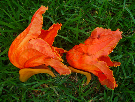I 'll Carry You, You'll Carry Me (Orange Frogs) Photograph- Organic (unretouched), 10.19.09