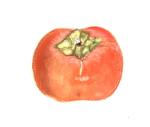 persimmon1
