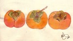 November Persimmon