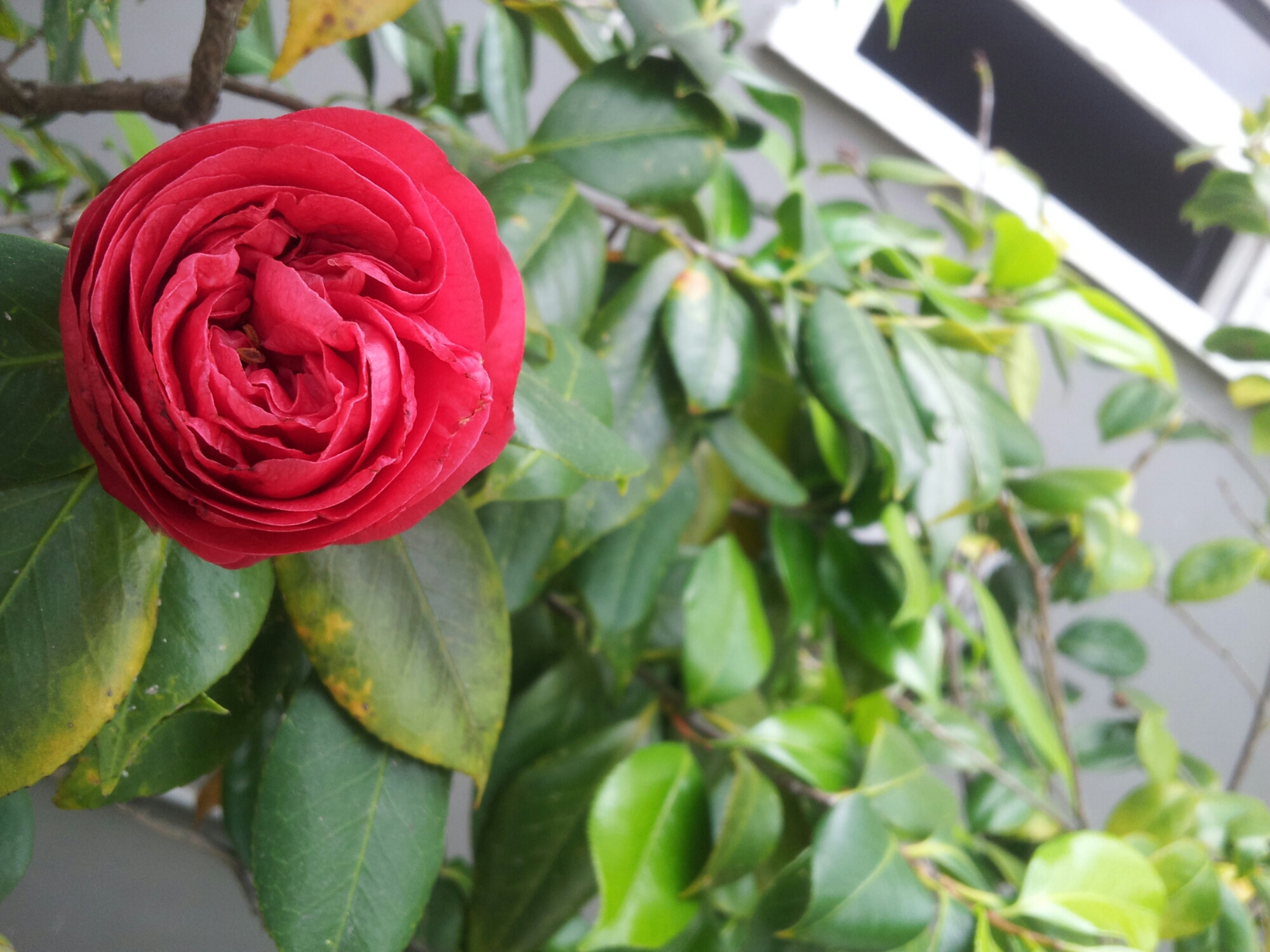 20140420_122731.jpg image