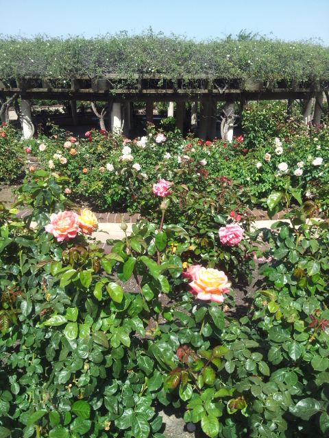 20140511_152522.jpg image