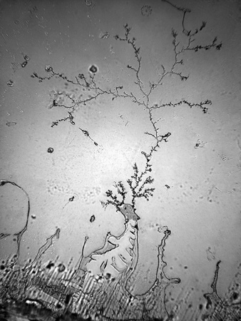 fisher-tears_elation.jpeg image