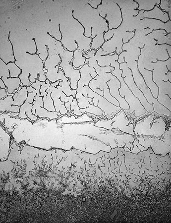 fisher_basaltears.jpeg image