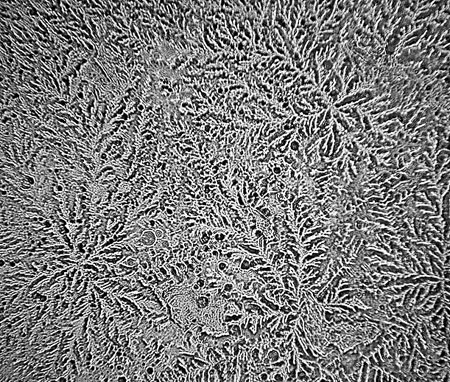 fisher_oniontears.jpeg image