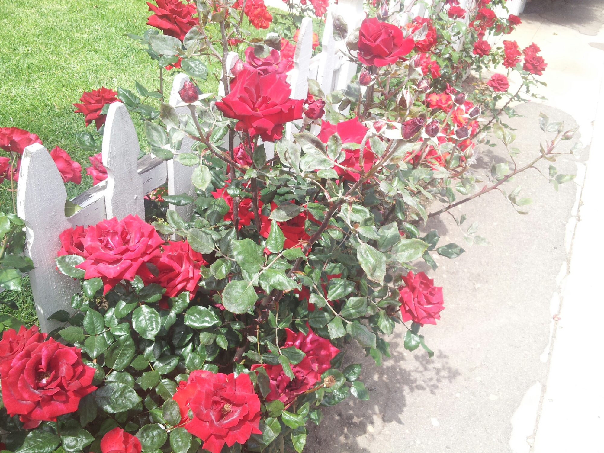 IMG_20140420_123736.jpg image