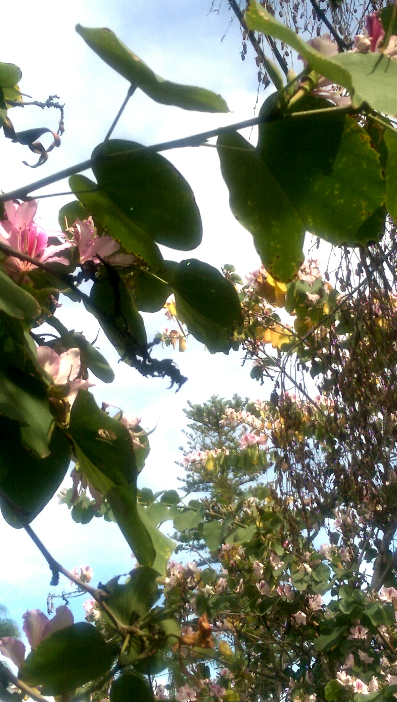 IMAG7205_1.jpg image