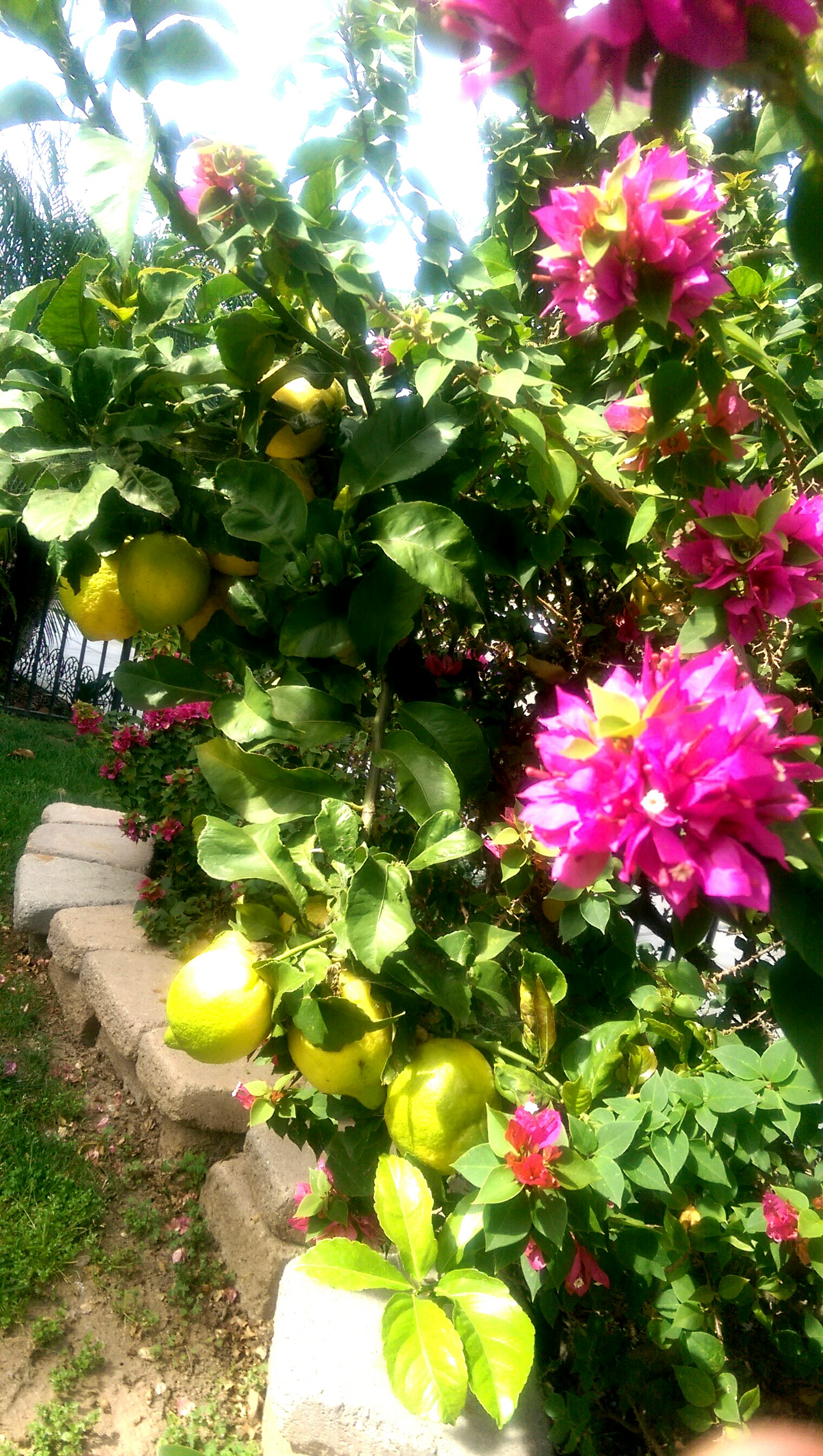 IMAG7212_1.jpg image