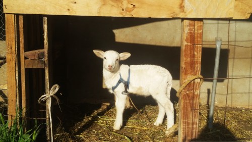 Baja_companero_1_miti