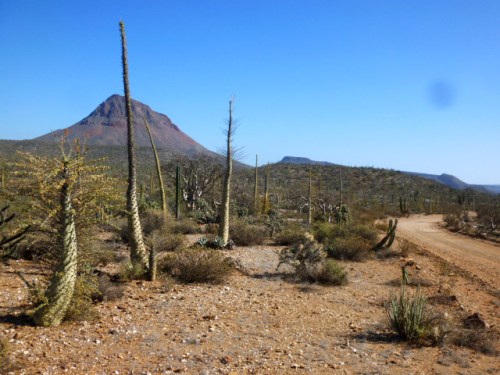 Road_to_Surreal_1_miti